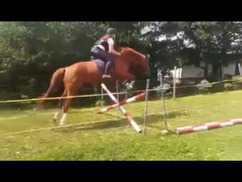 Luxusní valach ČT pro hobby sport či aktivní rekreaci - 7