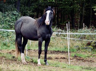Paint horse valach - 7