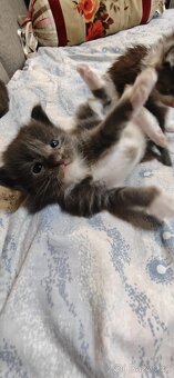 Mainská mývalí koťátka s PP - 7