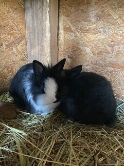 Králíci- zakrslý - 7