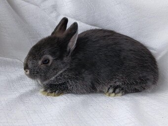 Zakrslí králíčci, beránci a teddy s rodokmenem - 7