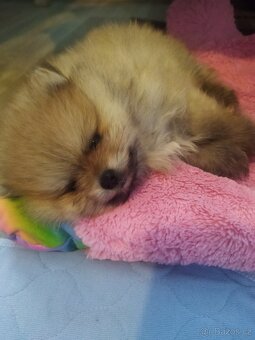 Pomeranian - 7