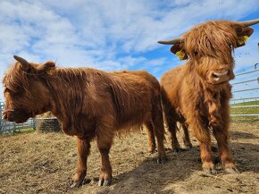 jalovice highland - skotský náhorní skot - z bio farmy - 7