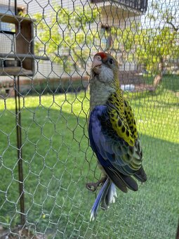 Rosela žlutohlavá 🦜 - 7
