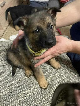 Štěňata Německý ovčák - 7