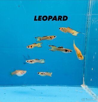 Endlerky čisté linie - 7