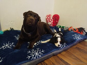 Labradorský retrívr s PP krytí - 7