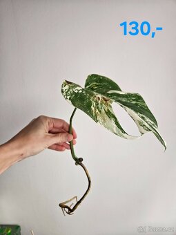 Monstera albo variegata - 7