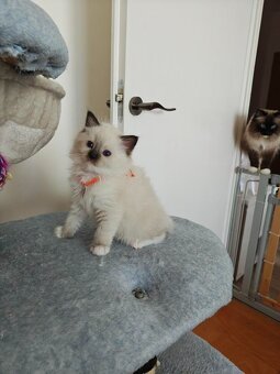 Ragdoll - 7