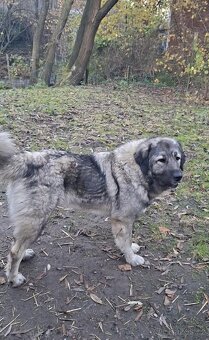 Šteňátko Kaukaz - 7