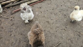 Kuřata hedvábniček - 7