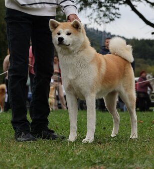 AKITA INU - 7