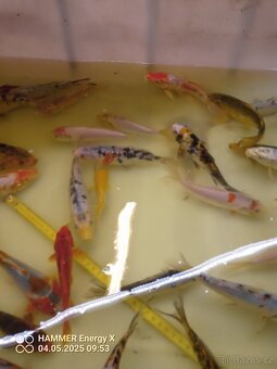 Koi - 7