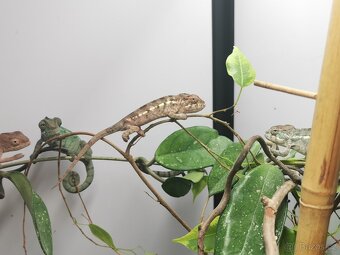 Chameleon pardálí - 7