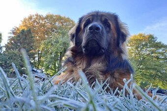 Leonberger pes na krytí - 7