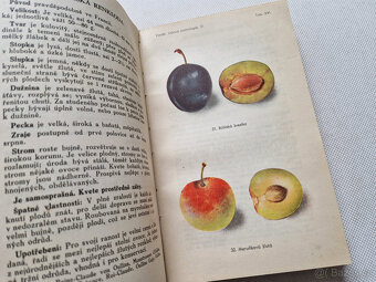 Švestky a slívy 1948 Vaněk - Čs. lidová pomologie díl III. - 7