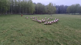 Walliserská ovce - prodej beránci a jehničky - 7