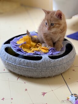 Daruji koťátka - 7