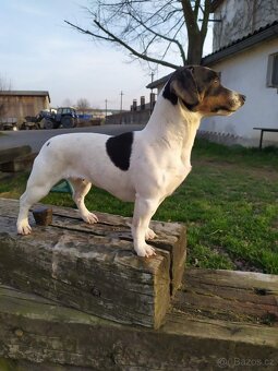Jack Russell Teriér - 7