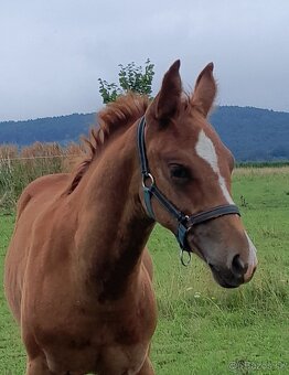 APH red roan , rančovní typ koně - 7