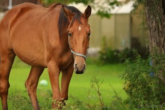 2,5 letí atraktivní a hodní valáškové - 7