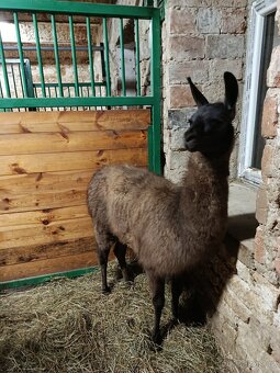 Lama Krotká - 7