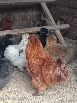 HEDVABNIČKA VELKA - 7