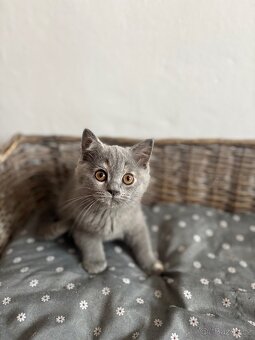 Britská koťata - 7