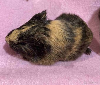 MORČATA, ZAKRSLÍ KRÁLÍCI - 7