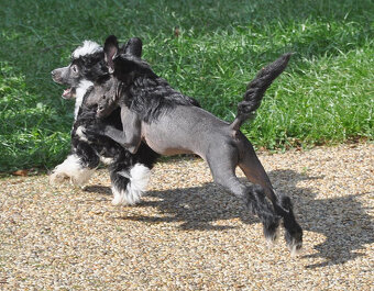 Čínský Chocholatý pes. Pejsek naháč  s PP - 7