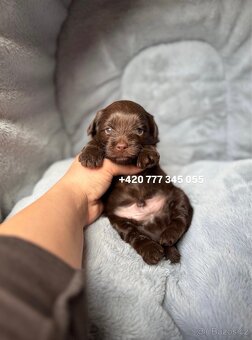 Maltipoo F1 Chocolate ‼️ 900€ / Graff - 7