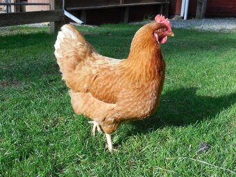 Slepice Kuřice Nosnice Dominanty 19 týdnů staré - 7