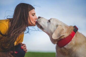 ZIGGY - Labrador 45 kg, 12 let - 7