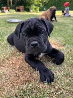 Cane Corso - štěňata bez PP - 7