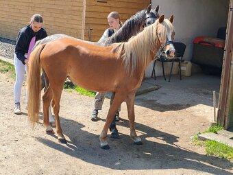Klisnička Welsh pony, sekce B na prodej - 7