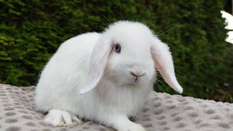 Zakrslý beránek, králíček, králík-HOLLY - 7