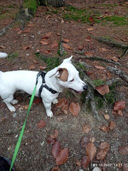 Prodám 2 fenky Jack Russell teriér bez PP - 7