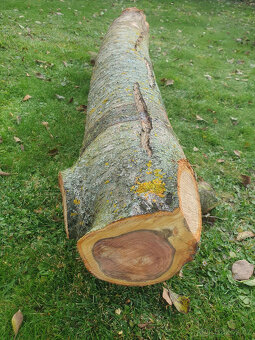 Švestkové dřevo - celý kmen - 7