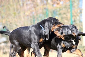 Black and Tan Coonhound s PP FCI - 7