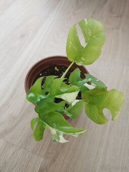 Rhaphidophora tetrasperma variegata - monstera minima var. - 7