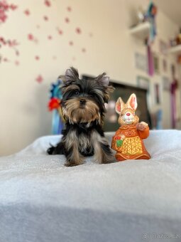 Yorkshire terrier, jork, jorkšírsky terier s PP - 7