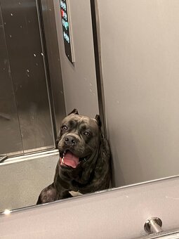Cane Corso Ke Krytí s PP - 7