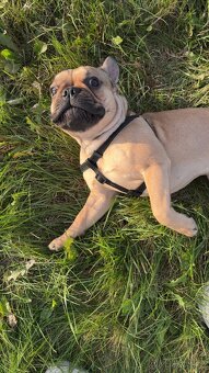 Francouzský buldoček - 7