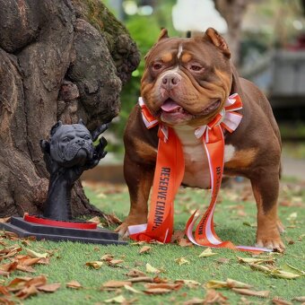 American Bully pocket - 7