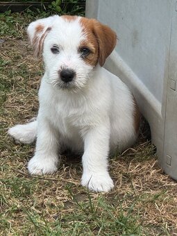 Jack Russell teriér s PP - 7
