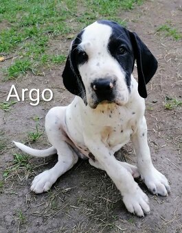 Ohař - prodej štěňat - 7