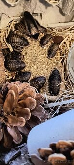 Šváb Argentinský (Blaptica dubia) - 7