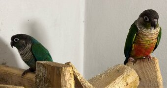 Pár pyrur zelenolicí tyrkys - 7