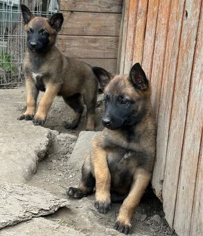 Belgický ovčák Malinois - 7