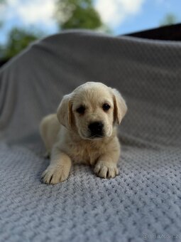 Labrador, štěňátka - 7